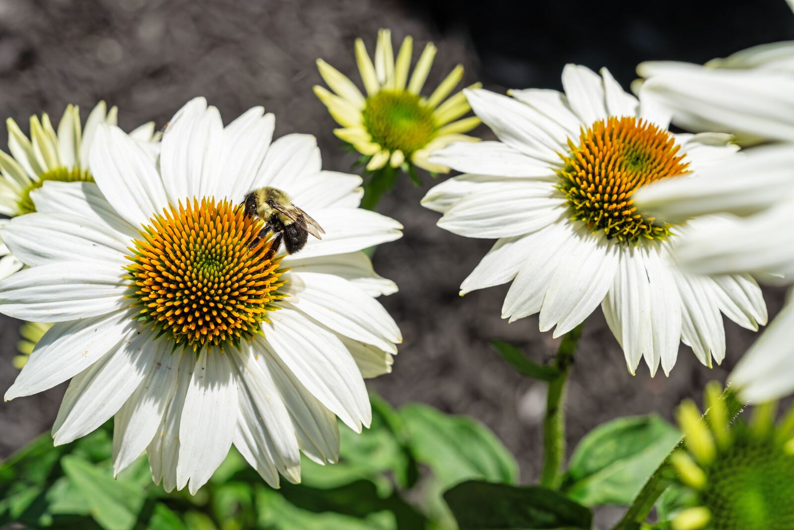 Bee on white coneflowers in a new planting bed
