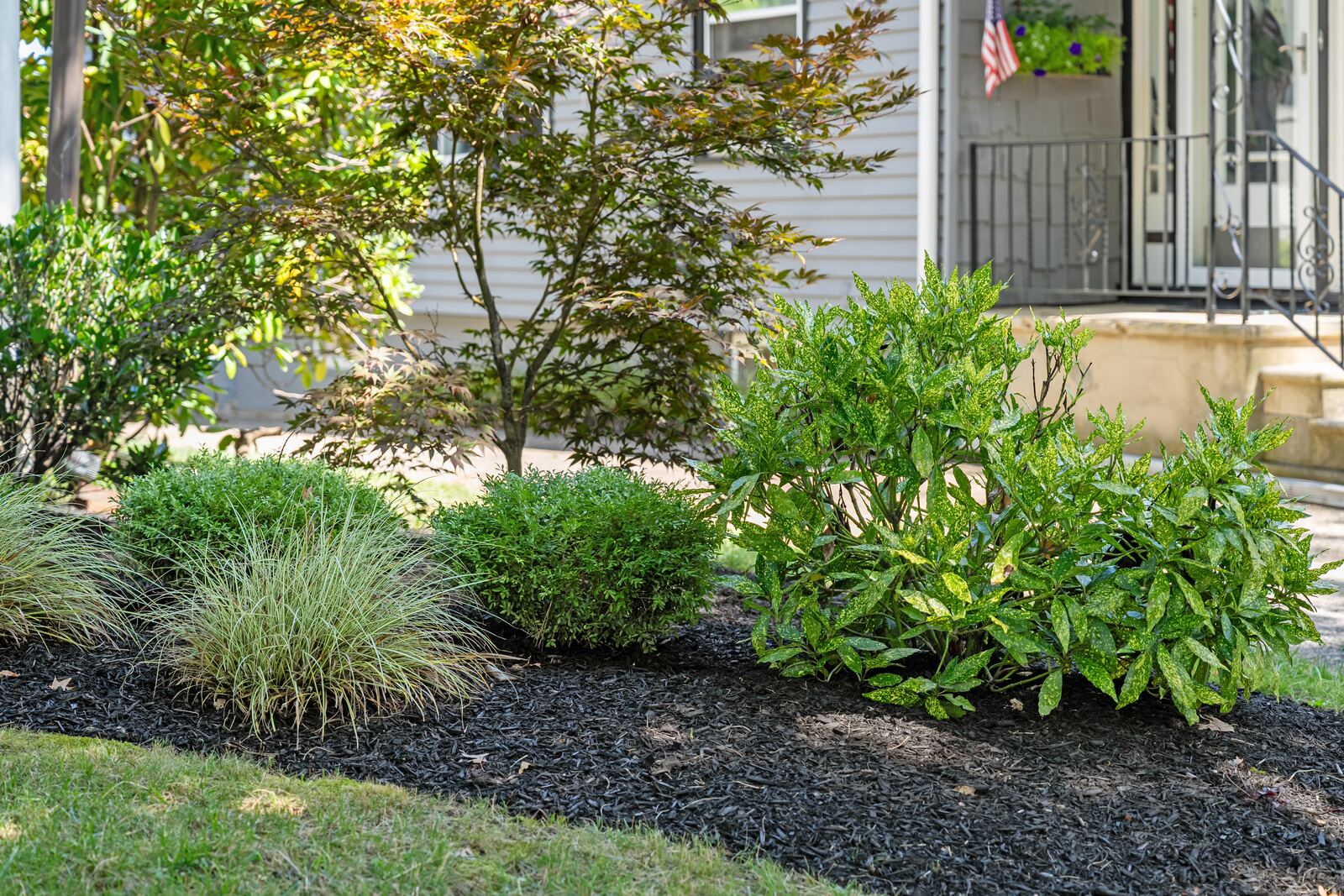 Front foundation beds with a Japanese maple, ornamental grasses and shrubs